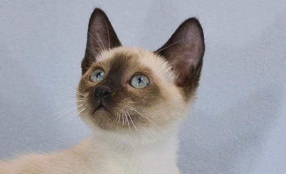 Lost cat in Saint Augustine, FL, 32080