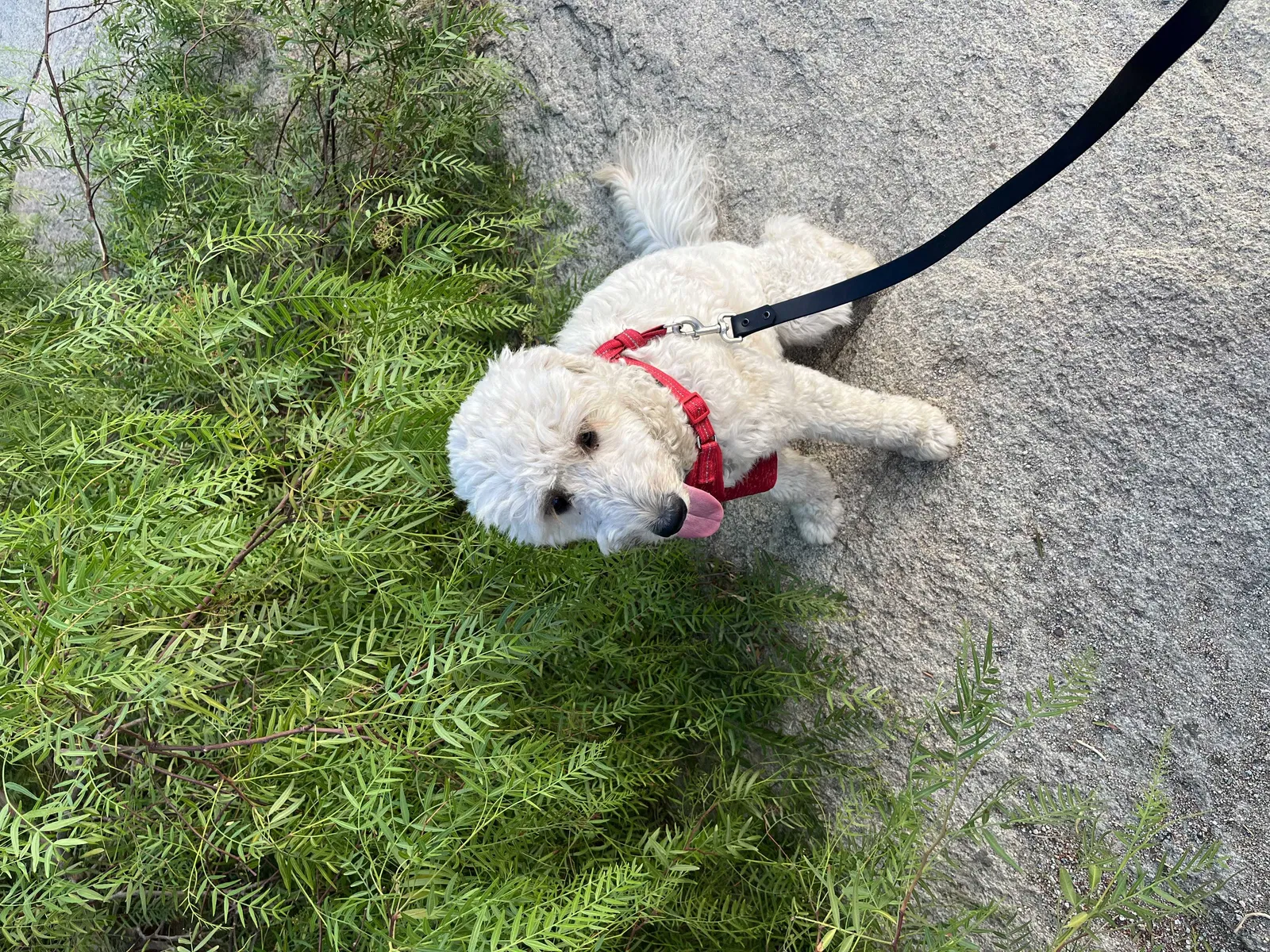 Lost dog in San Bernardino, CA, 92408