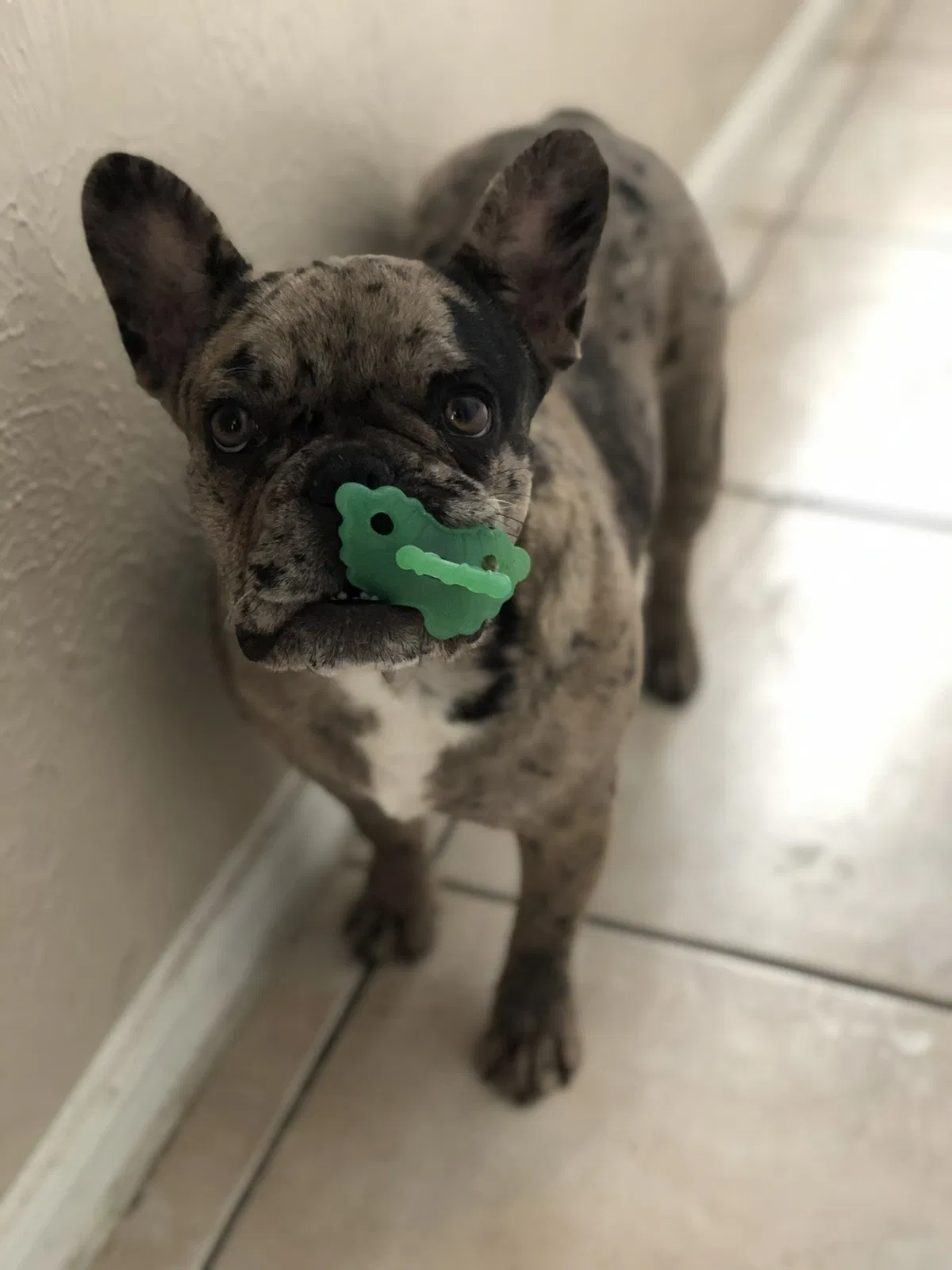 Lost dog in Arlington, TX, 76015