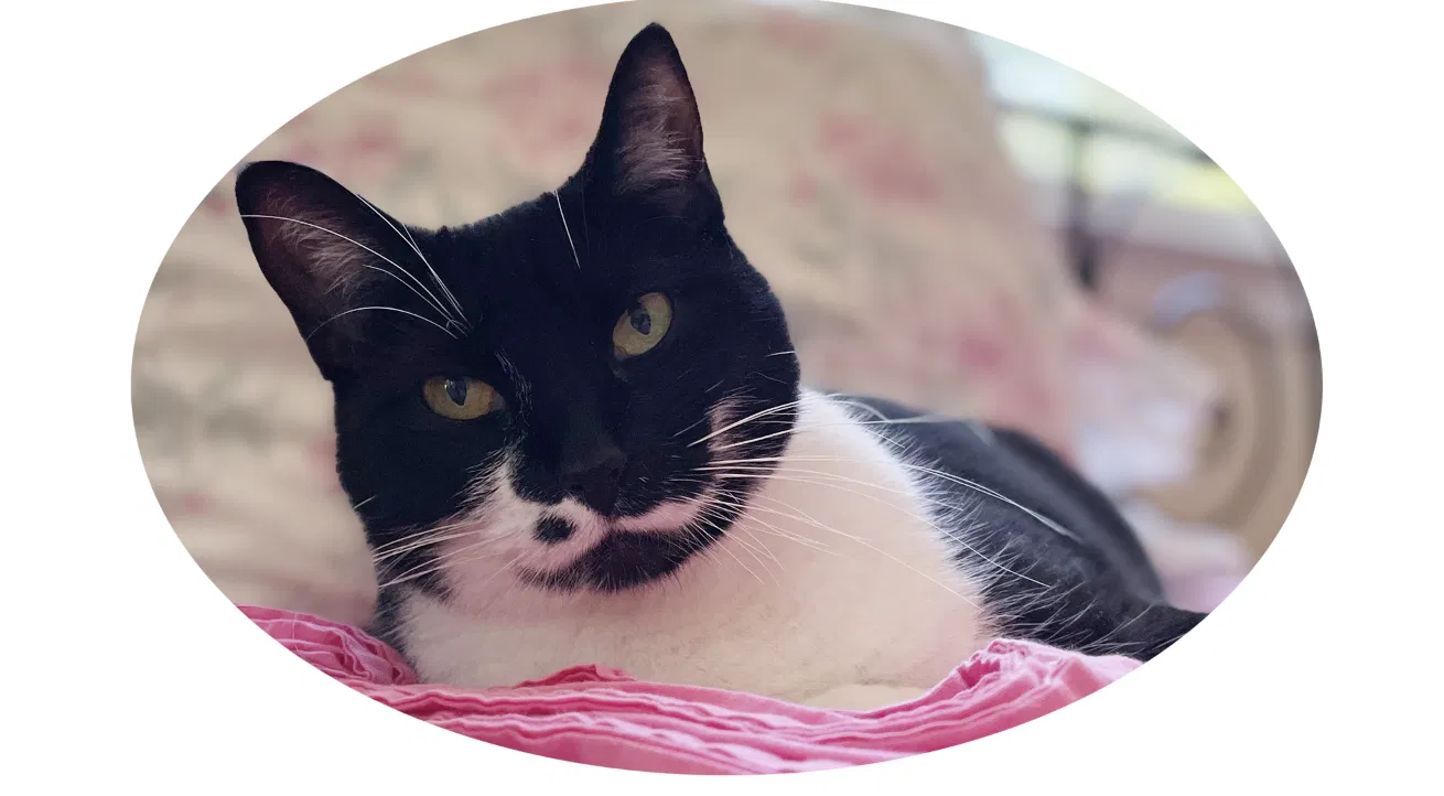 Lost cat in Lafayette, CA, 94549