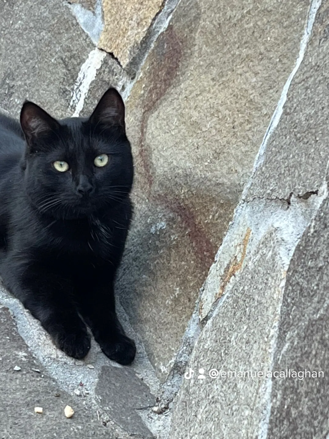 Lost cat in El Dorado Hills, CA, 95762
