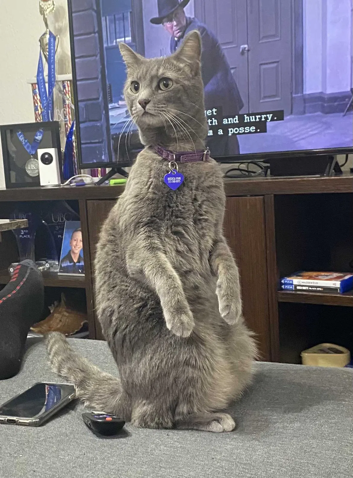 Lost cat in Miami, FL, 33185