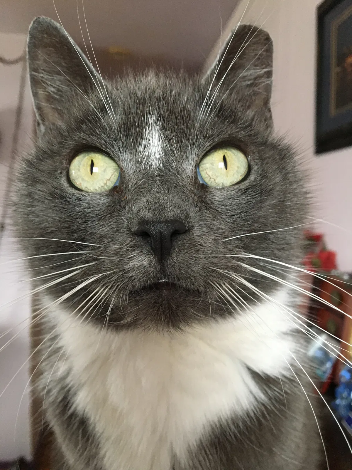 Lost cat in Central Islip, NY, 11722