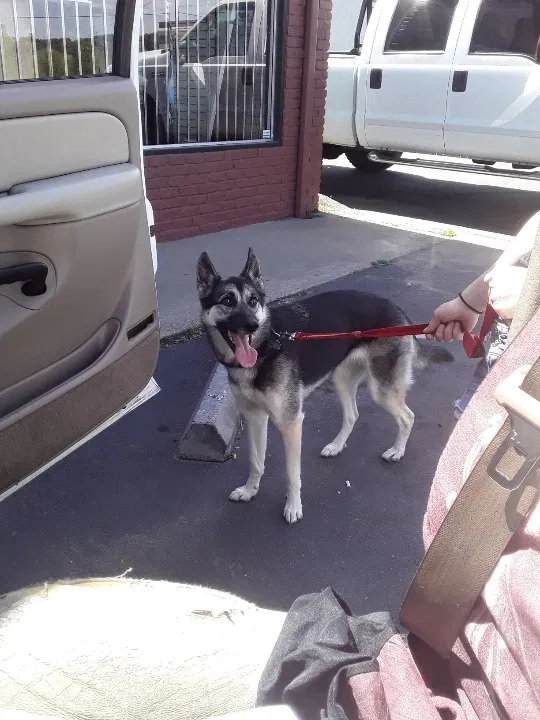 Lost dog in Tracy, CA, 95376