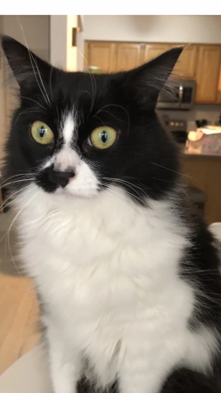 Lost cat in Southgate, MI, 48195