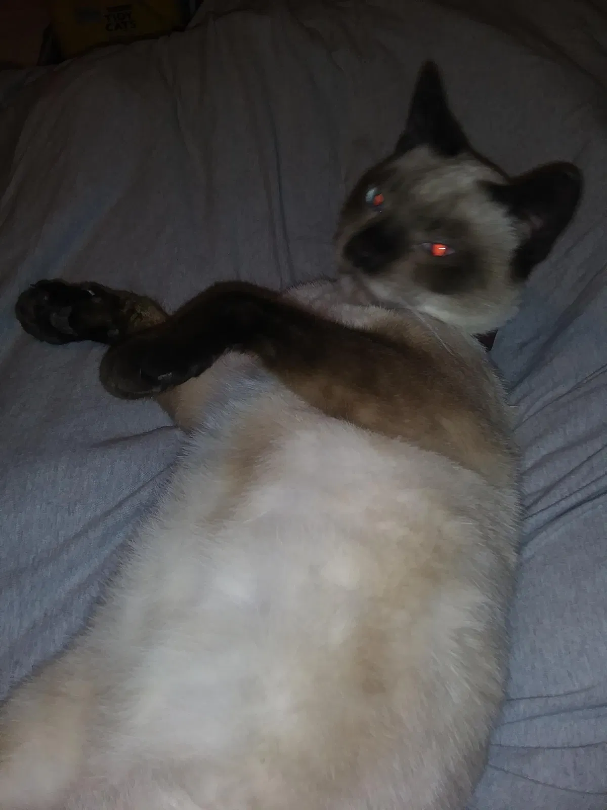 Lost cat in Mebane, NC, 27302