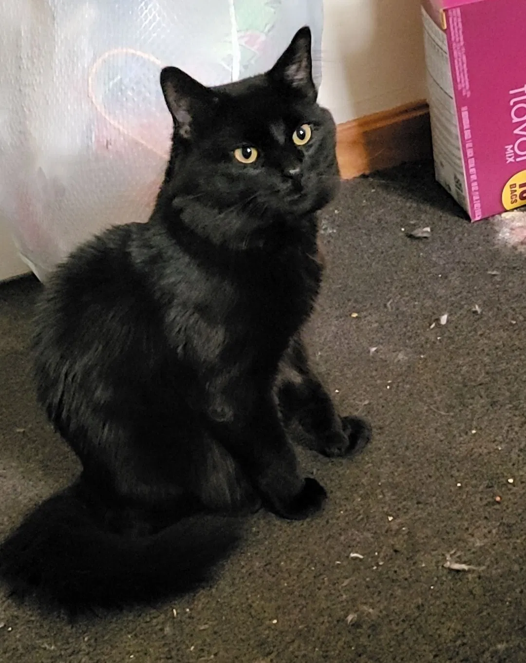 Lost cat in New Bedford, MA, 2740
