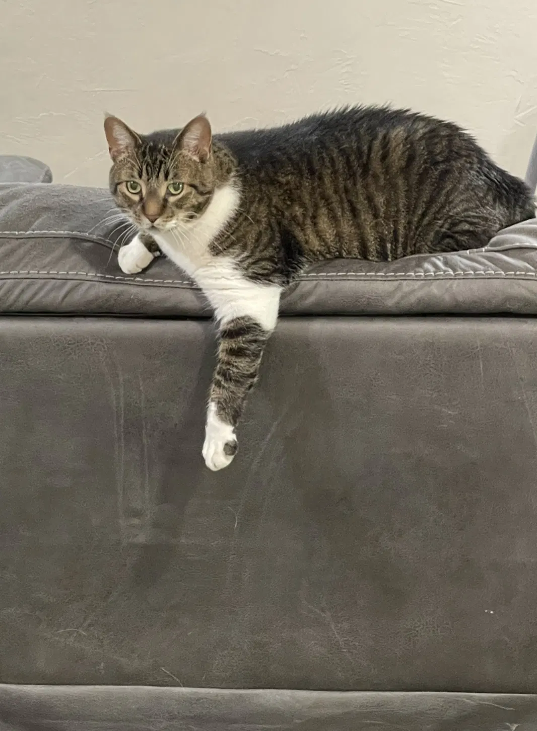 Lost cat in Amarillo, TX, 79124
