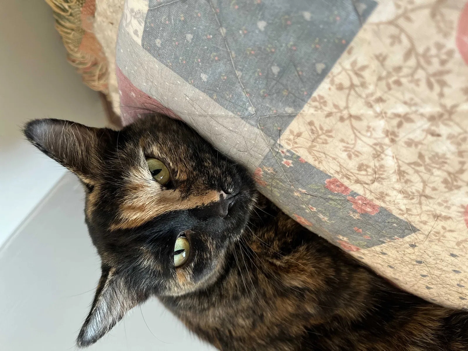 Lost cat in Shingle Springs, CA, 95682