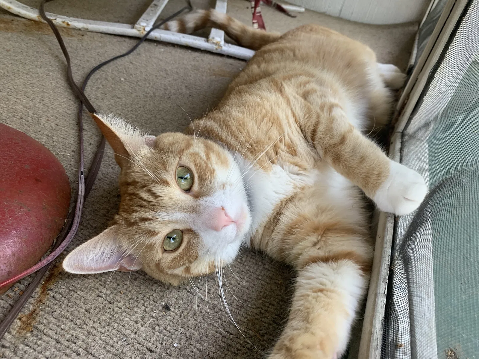 Lost cat in Ocean City, NJ, 8226