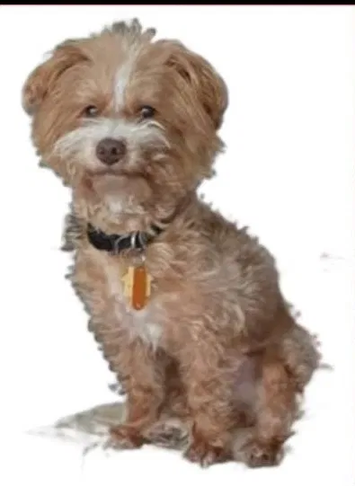 Lost dog in Burgaw, NC, 28425