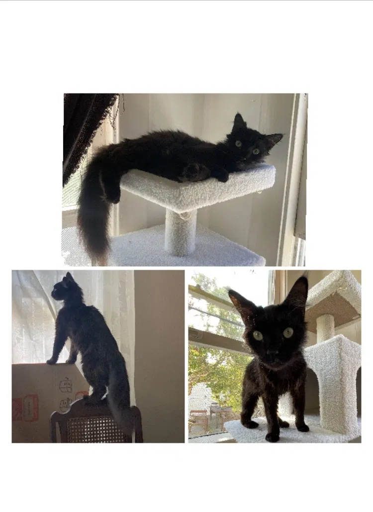 Lost cat in Los Angeles, CA, 90038