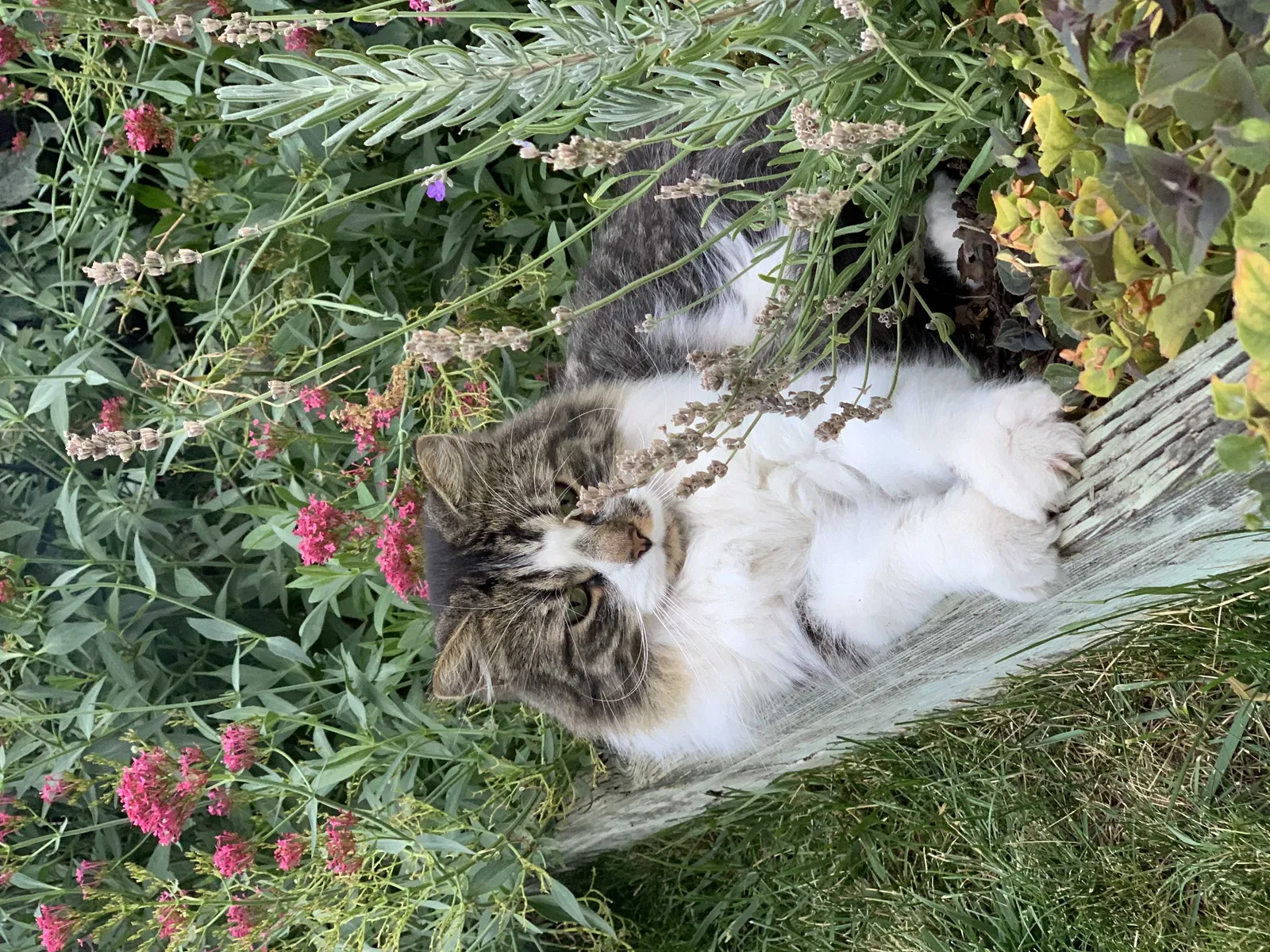 Lost cat in Aurora, CO, 80013