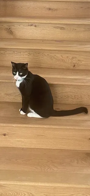 Lost cat in Santa Monica, CA, 90405