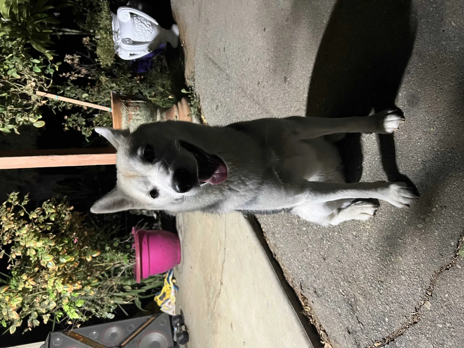 Lost dog in Nuevo, CA, 92567