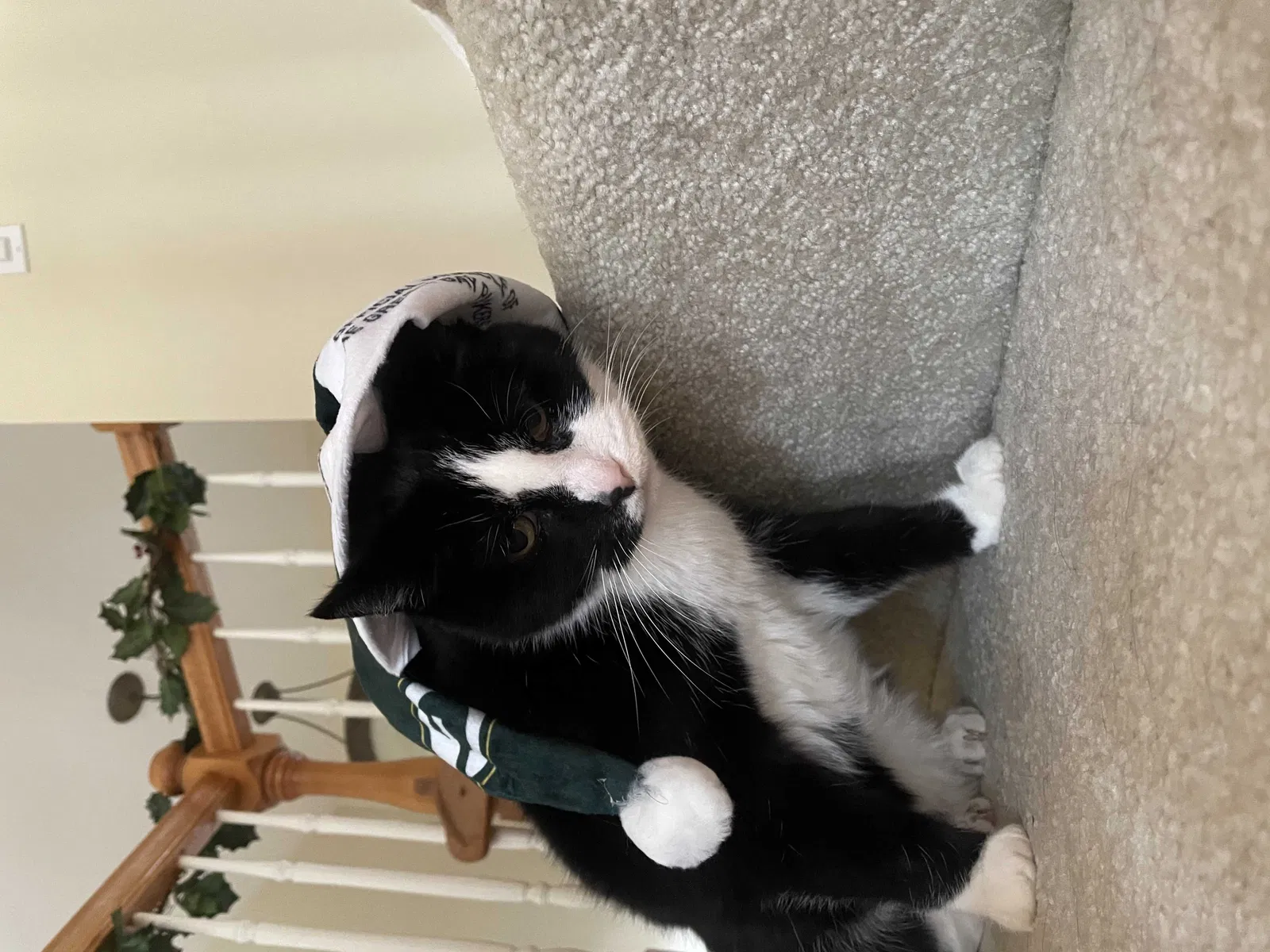Lost cat in Williams Bay, WI, 53191