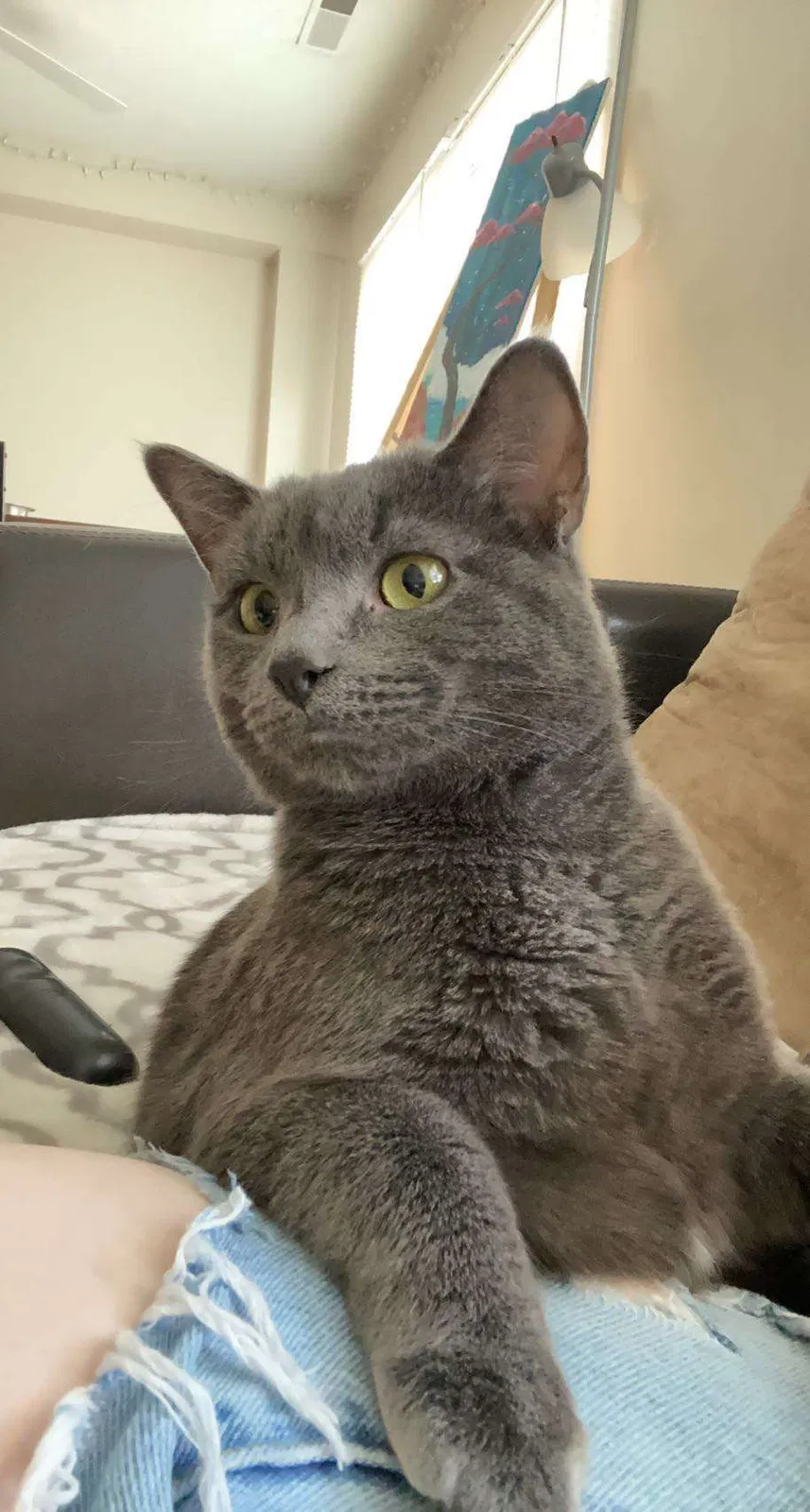Lost cat in Columbus, OH, 43201