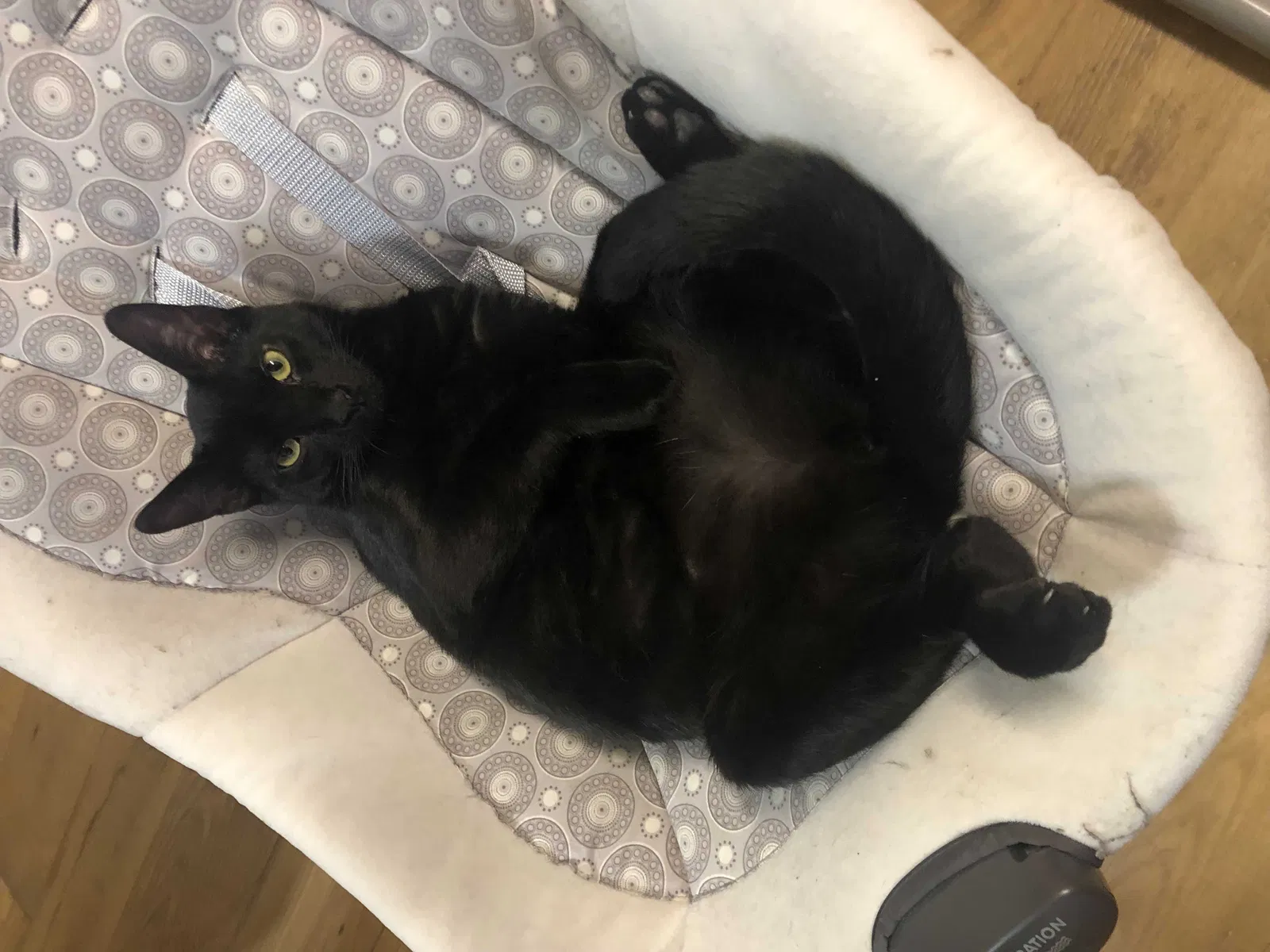 Lost cat in Woodbridge, VA, 22191