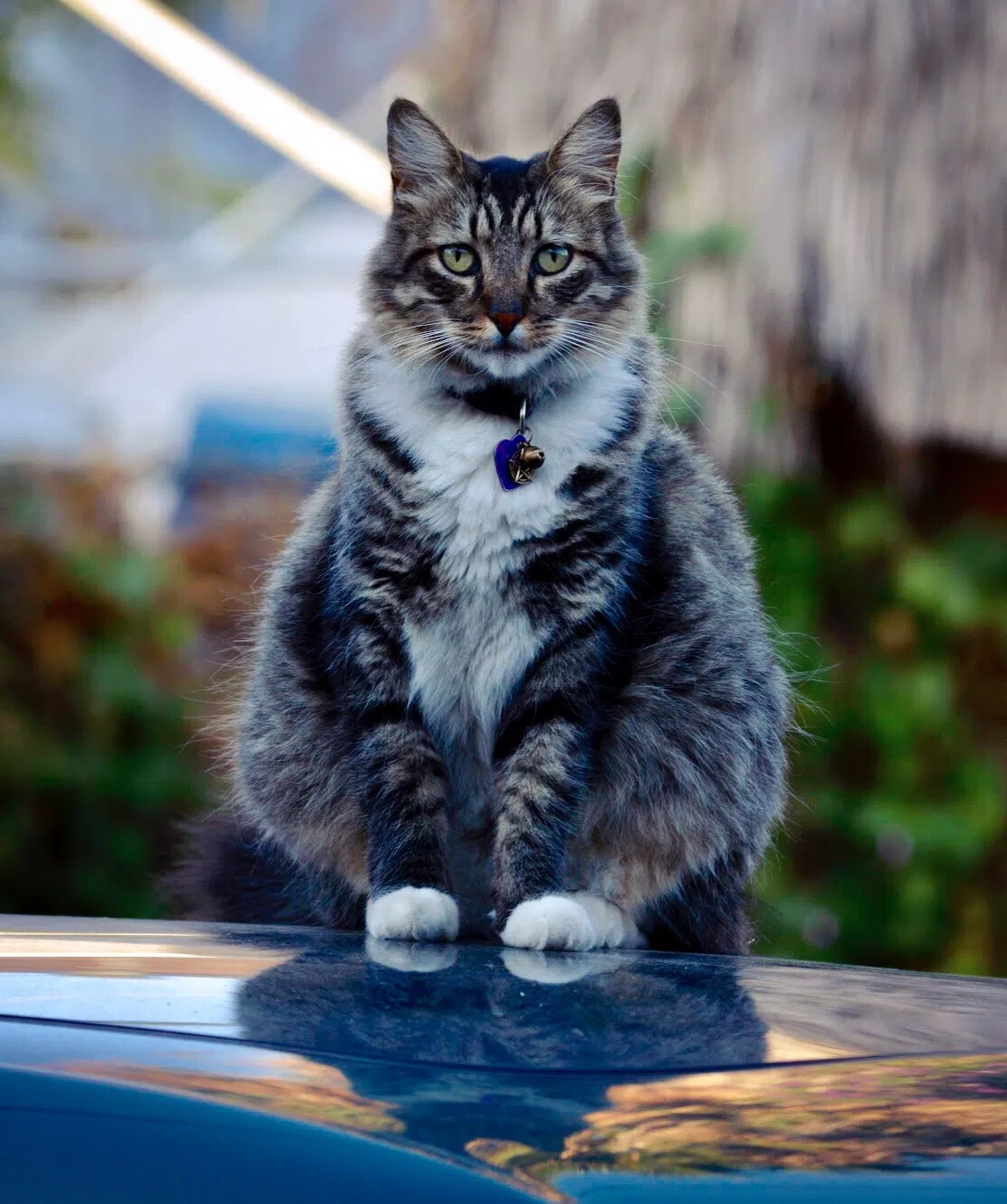 Lost cat in Los Angeles, CA, 90029