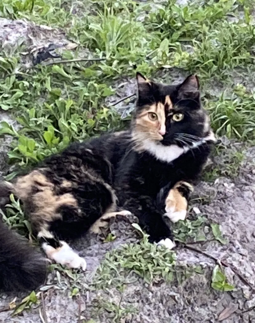 Lost cat in Fort Pierce, FL, 34947