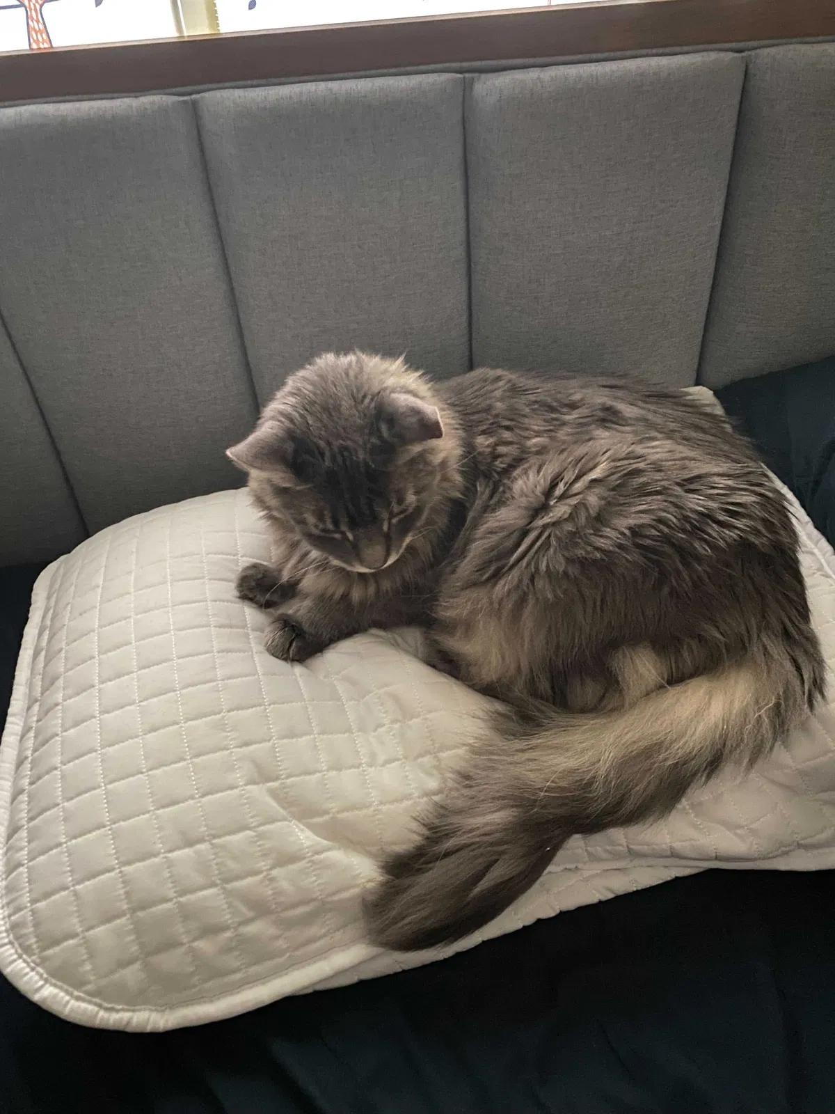 Lost cat in Denver, CO, 80246