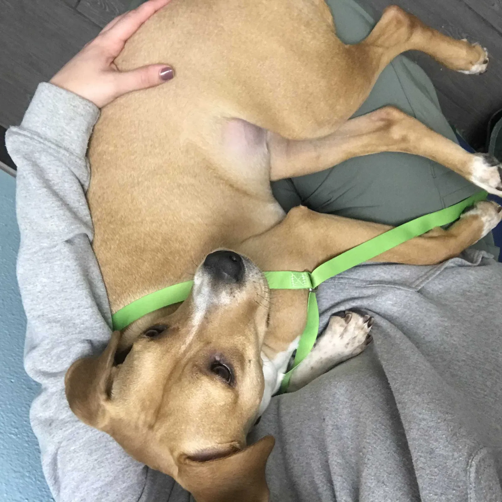 Lost dog in Mebane, NC, 27302