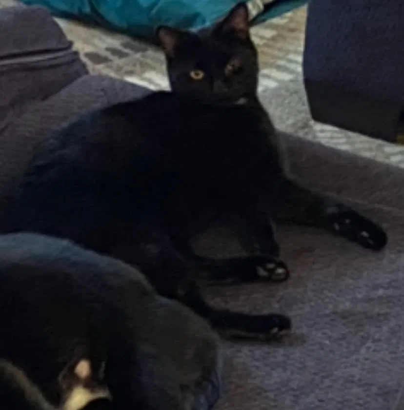 Lost cat in Unknown, OH, 5