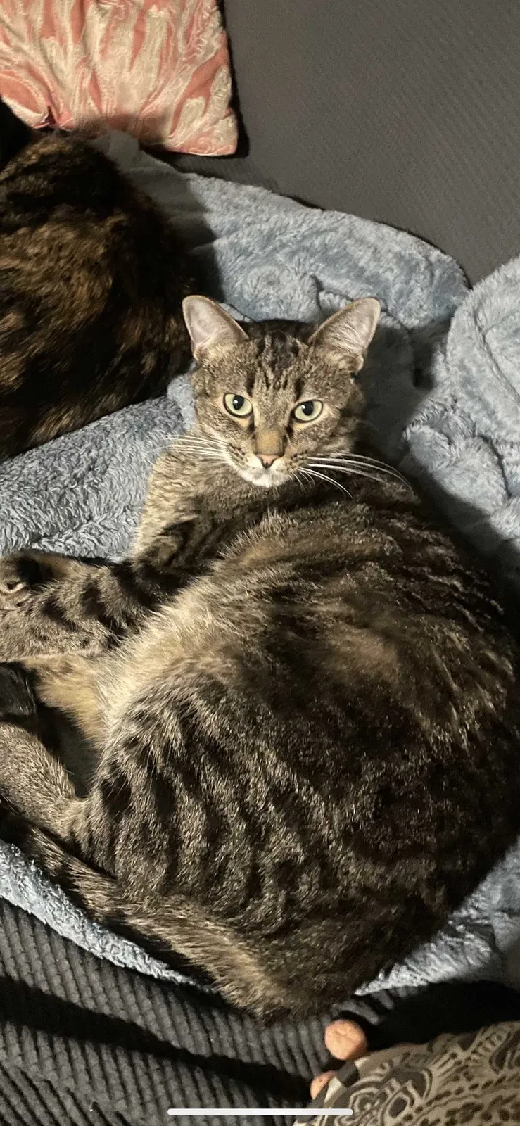 Lost cat in Denver, CO, 80204