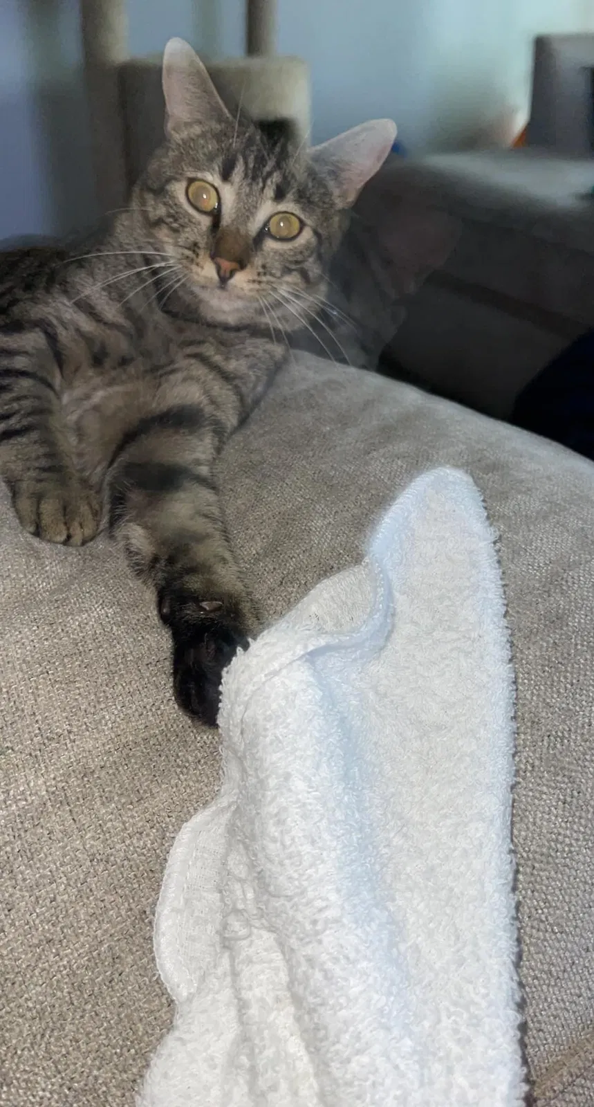 Lost cat in Kent, WA, 98030
