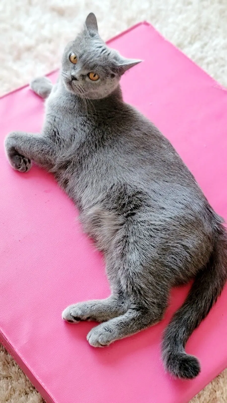 Lost cat in Oswego, IL, 60543