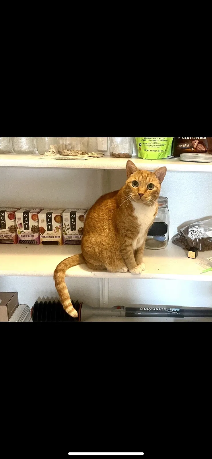 Lost cat in Kyle, TX, 78640