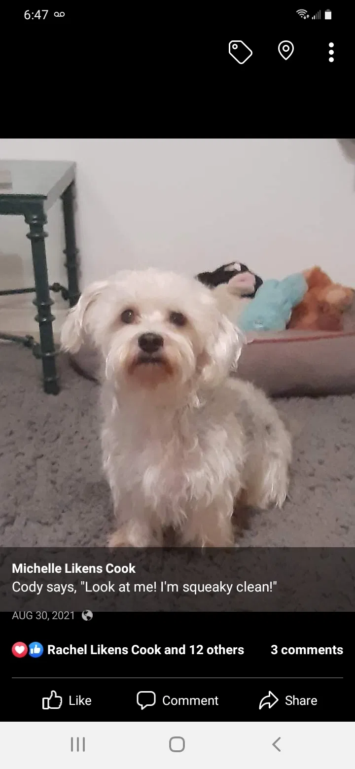 Lost dog in Haines City, FL, 33844