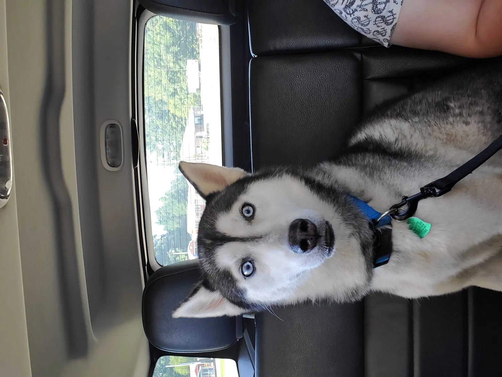 Lost dog in Boaz, AL, 35957
