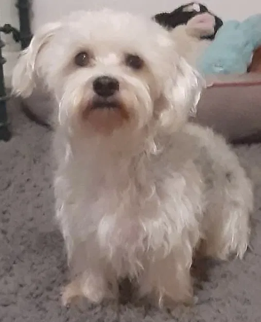 Lost dog in Lake Wales, FL, 33859