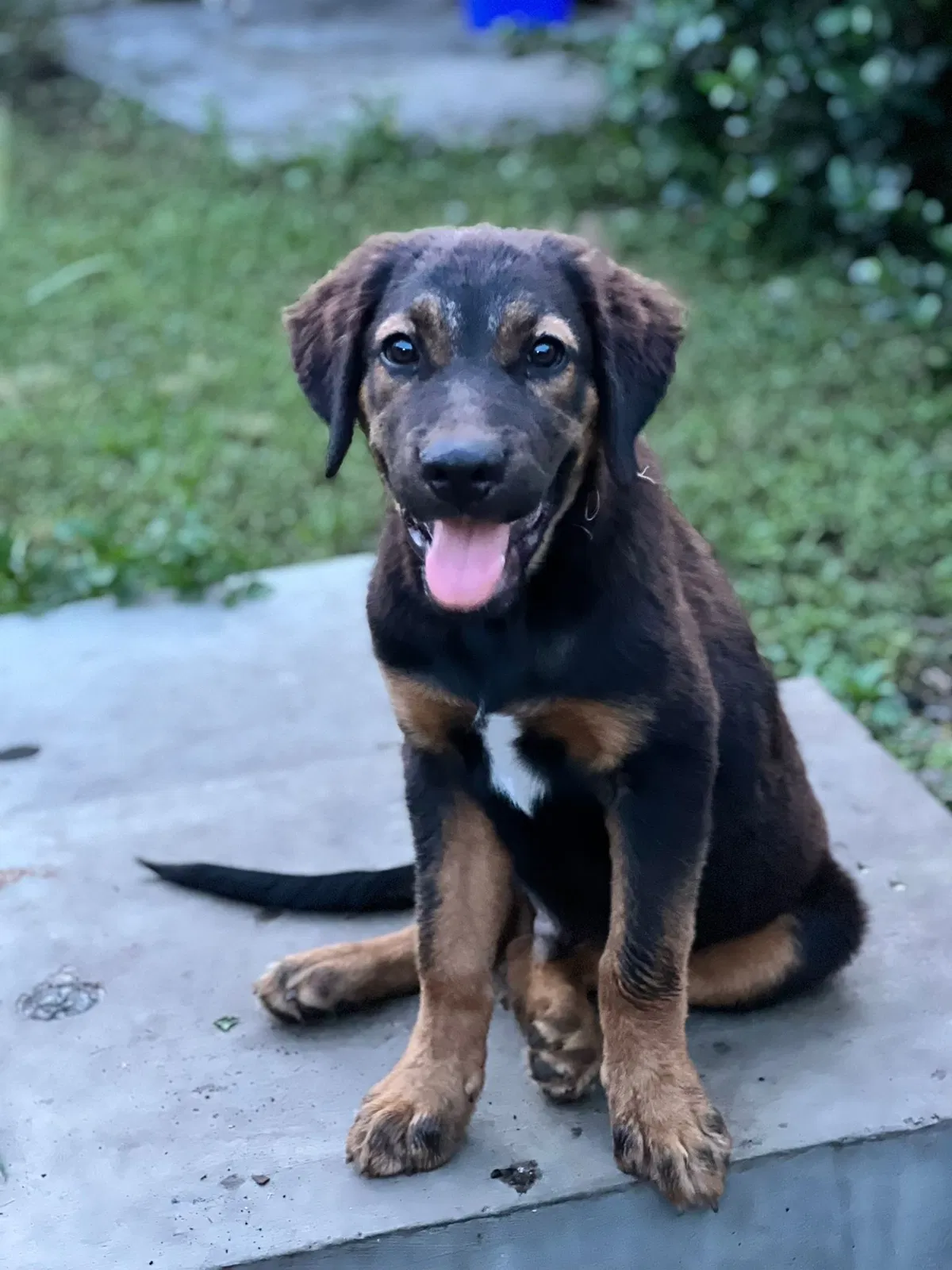 Lost dog in Homestead, FL, 33032