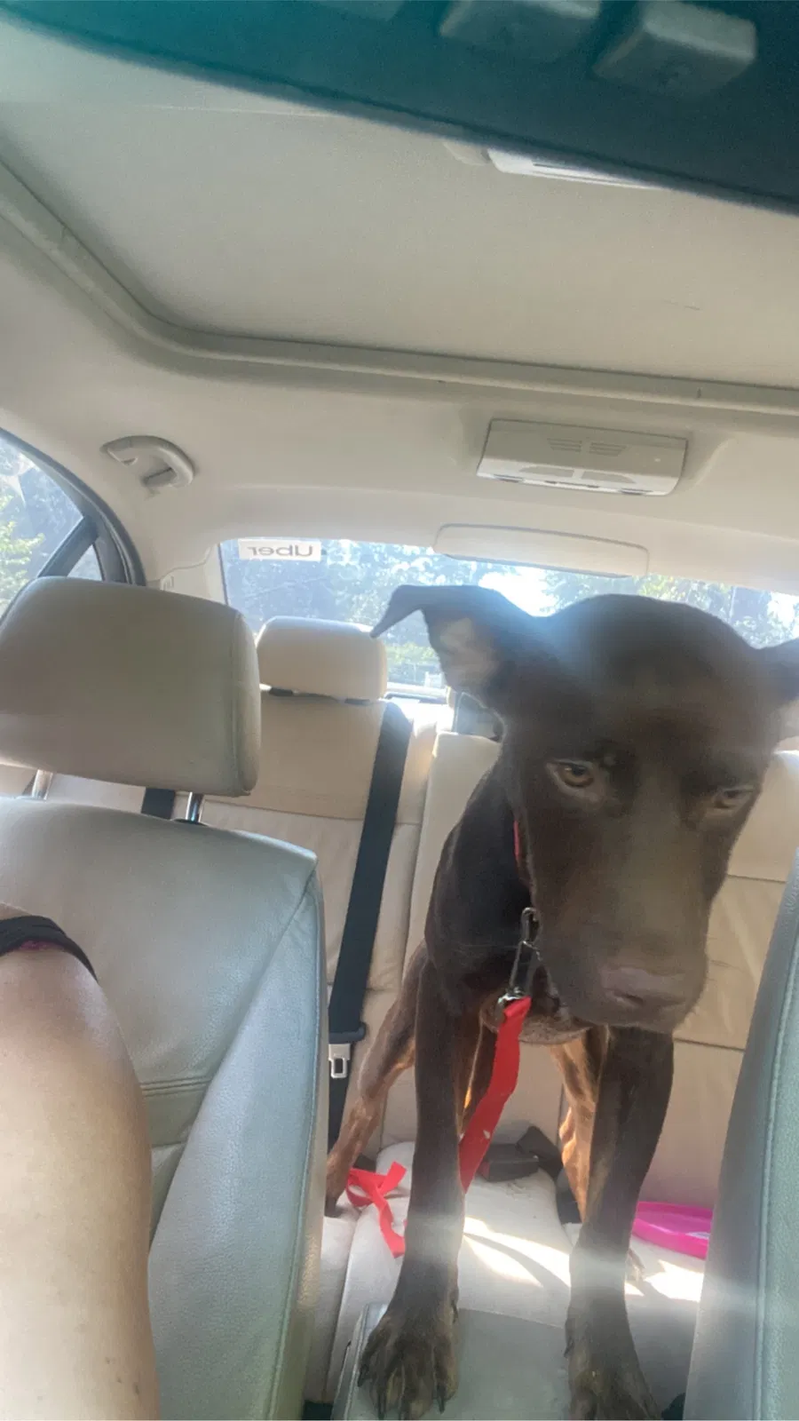 Found dog in Villa Rica, GA, 30180