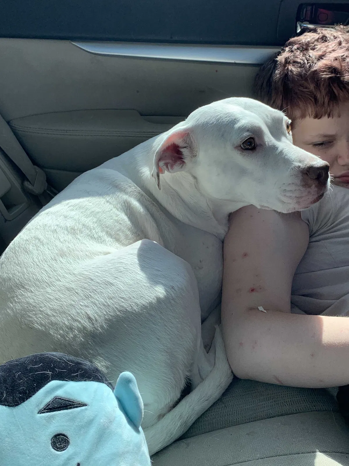 Lost dog in Jacksonville, FL, 32205