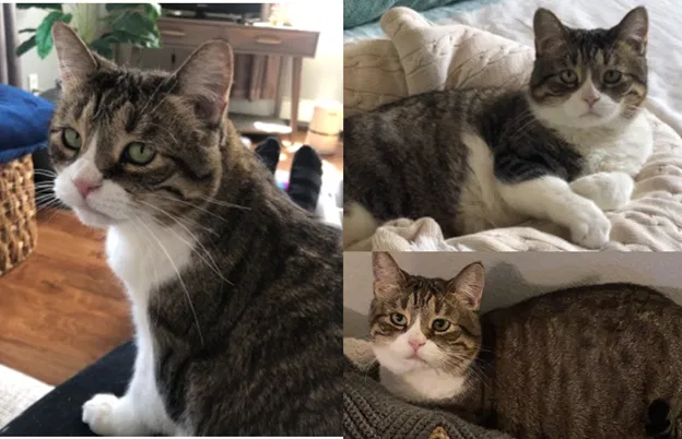 Lost cat in Denver, CO, 80218