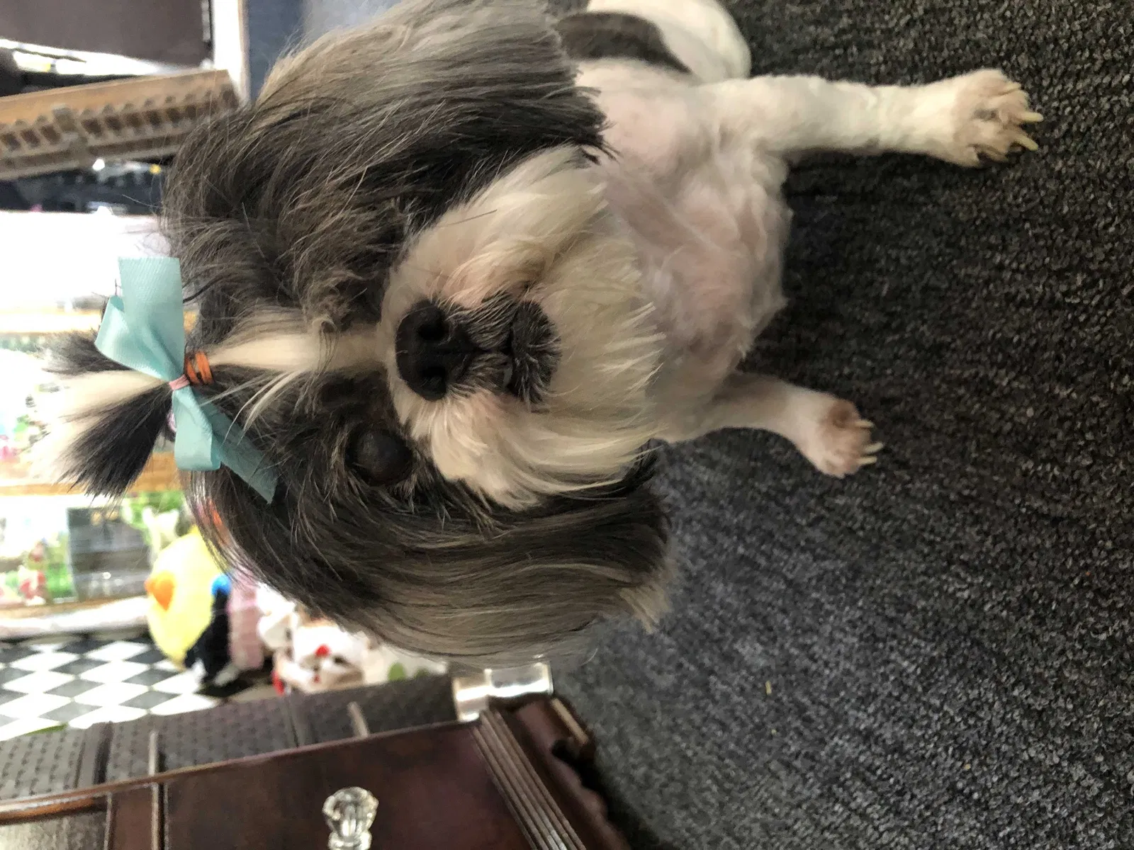 Lost dog in Newcastle, OK, 73065