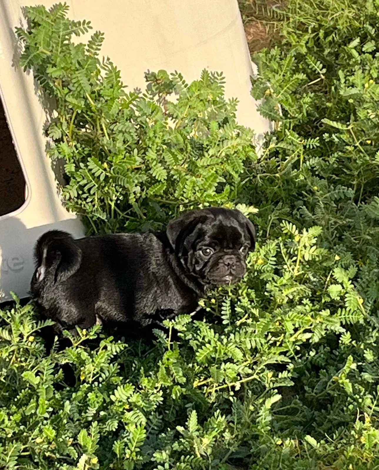 Lost dog in El Paso, TX, 79927