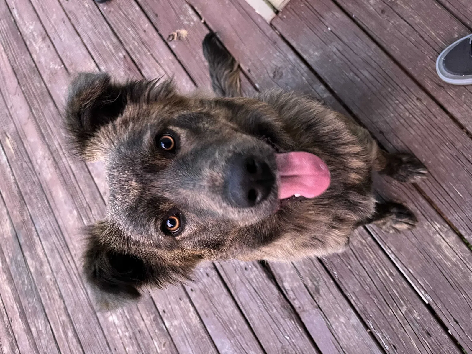 Lost dog in Powder Springs, GA, 30127