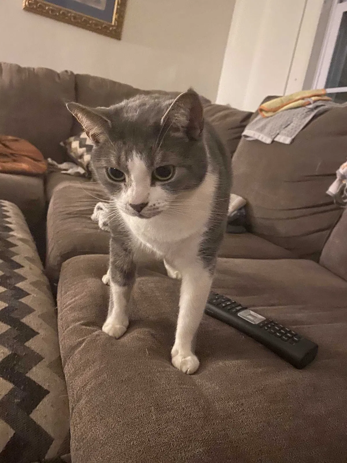 Lost cat in Shelton, CT, 6484