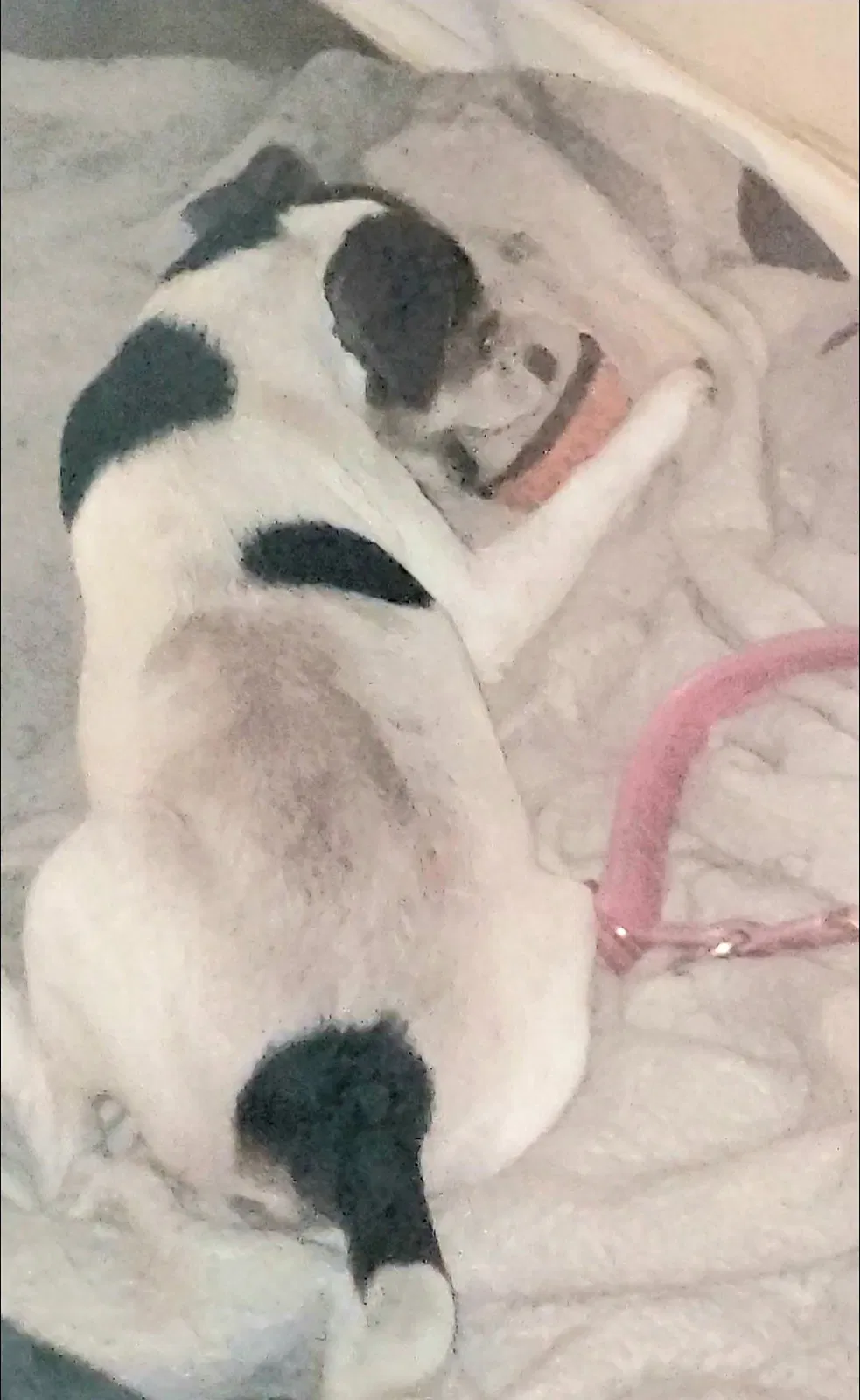 Lost dog in Hinesville, GA, 31313