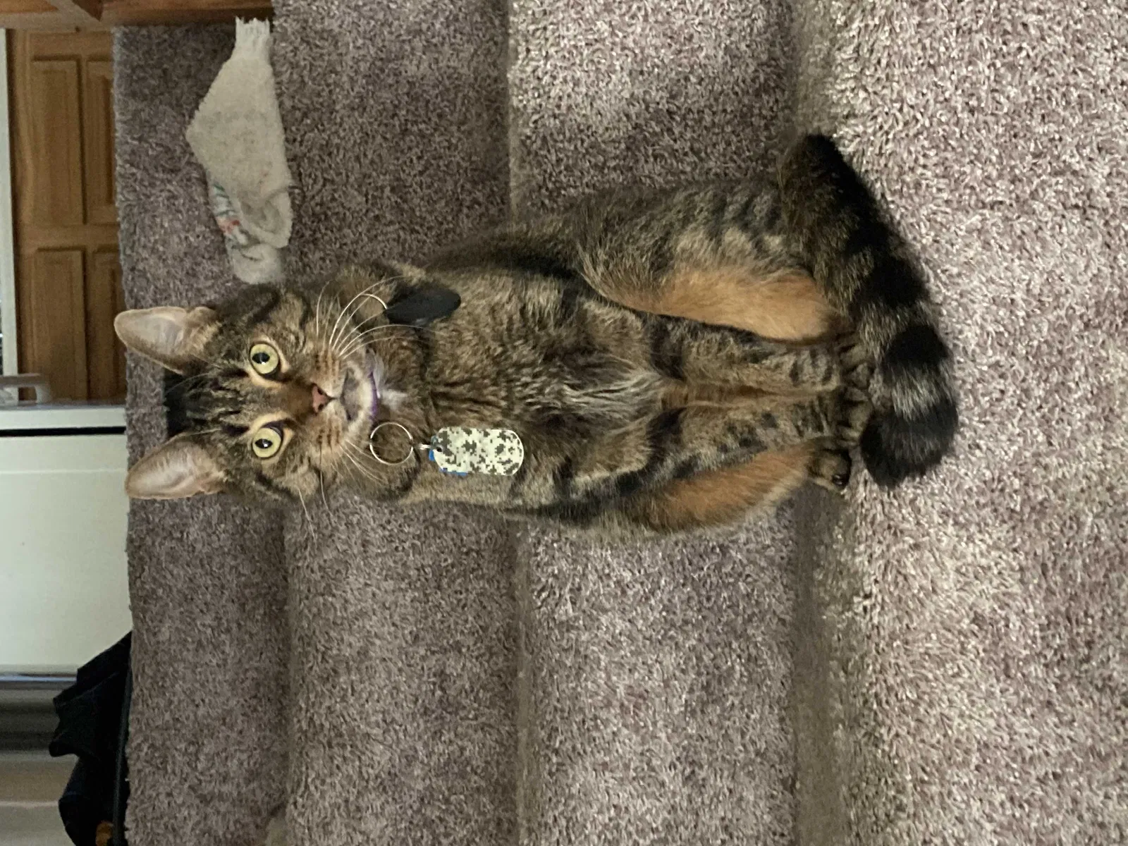 Lost cat in Oak Lawn, IL, 60453