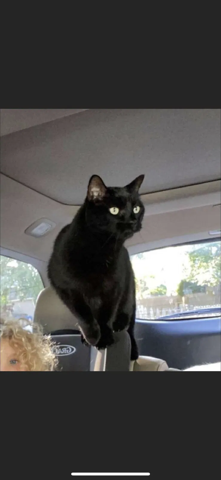 Lost cat in Swampscott, MA, 1907