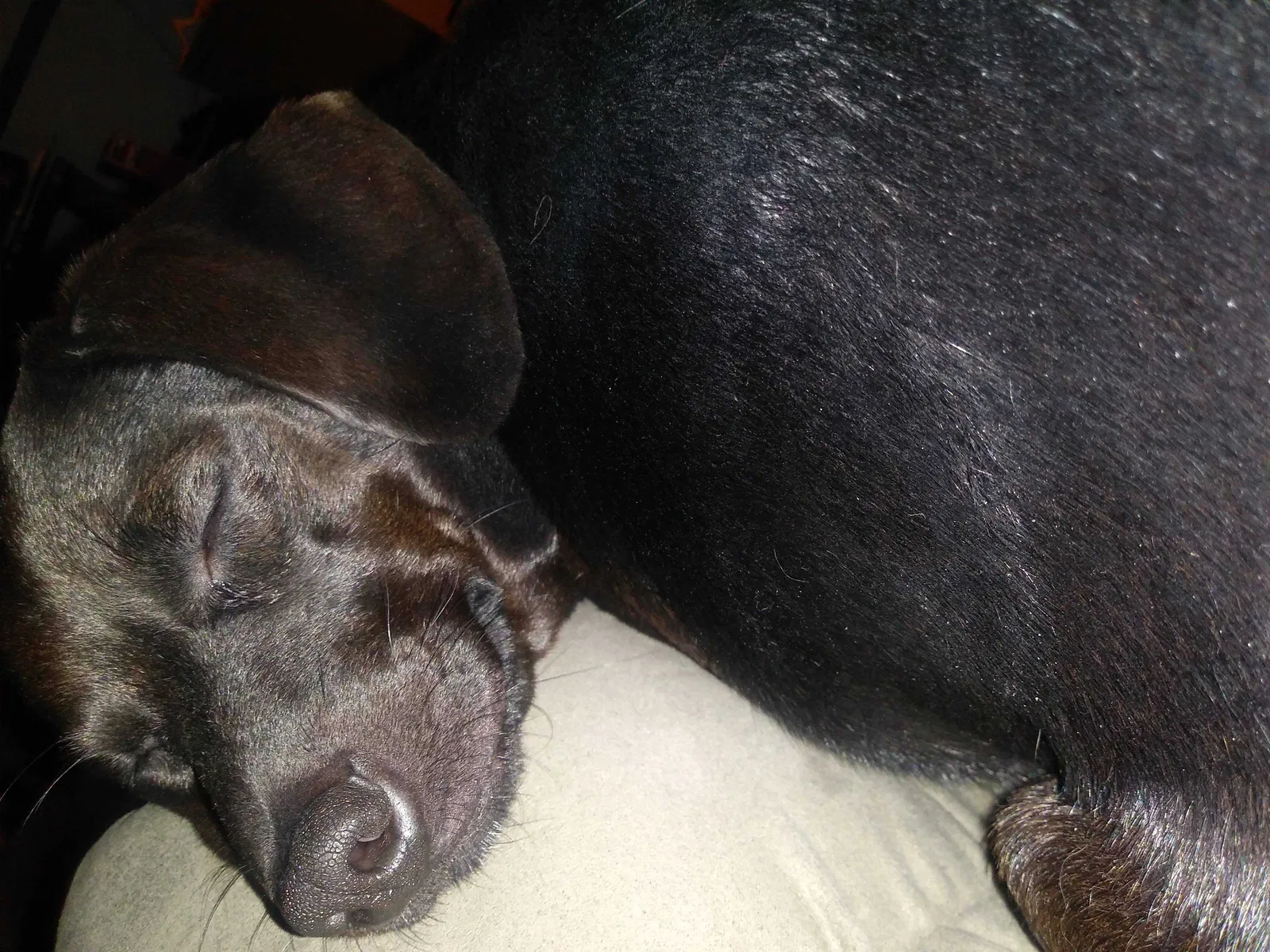 Lost dog in Pelion, SC, 29123