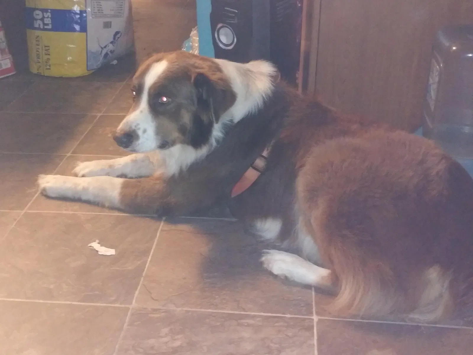 Lost dog in Pelion, SC, 29123