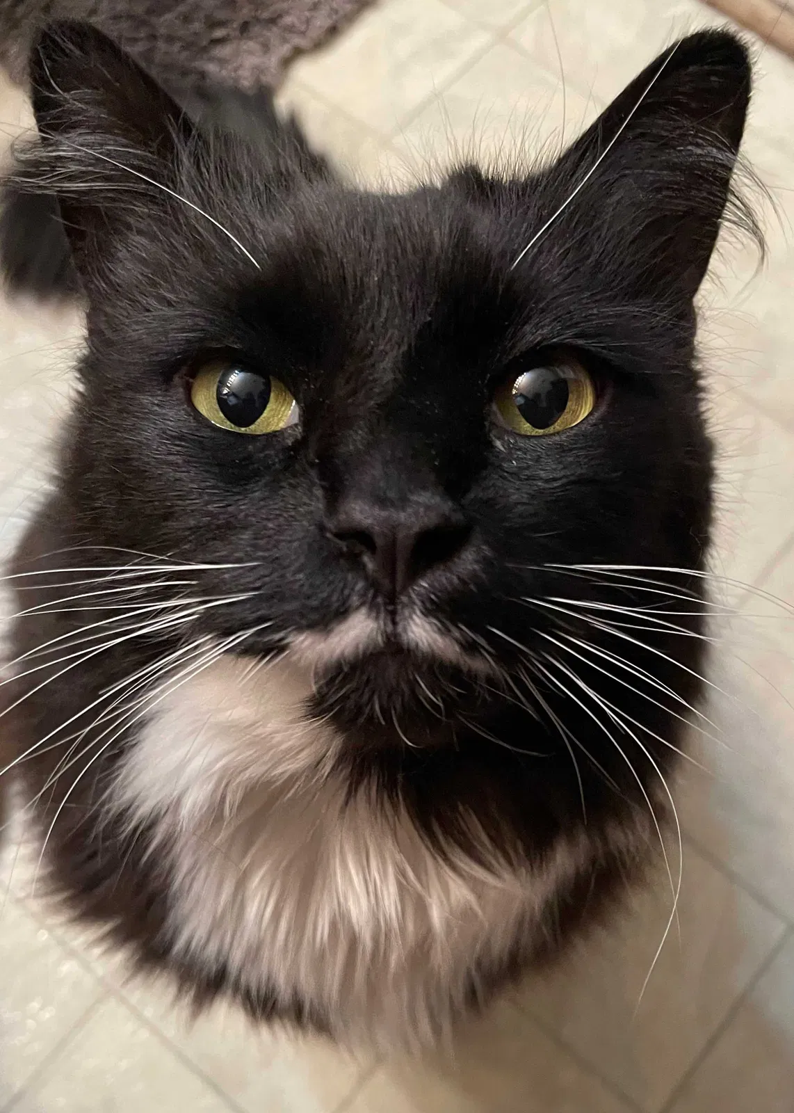 Lost cat in Brooklyn, NY, 11205