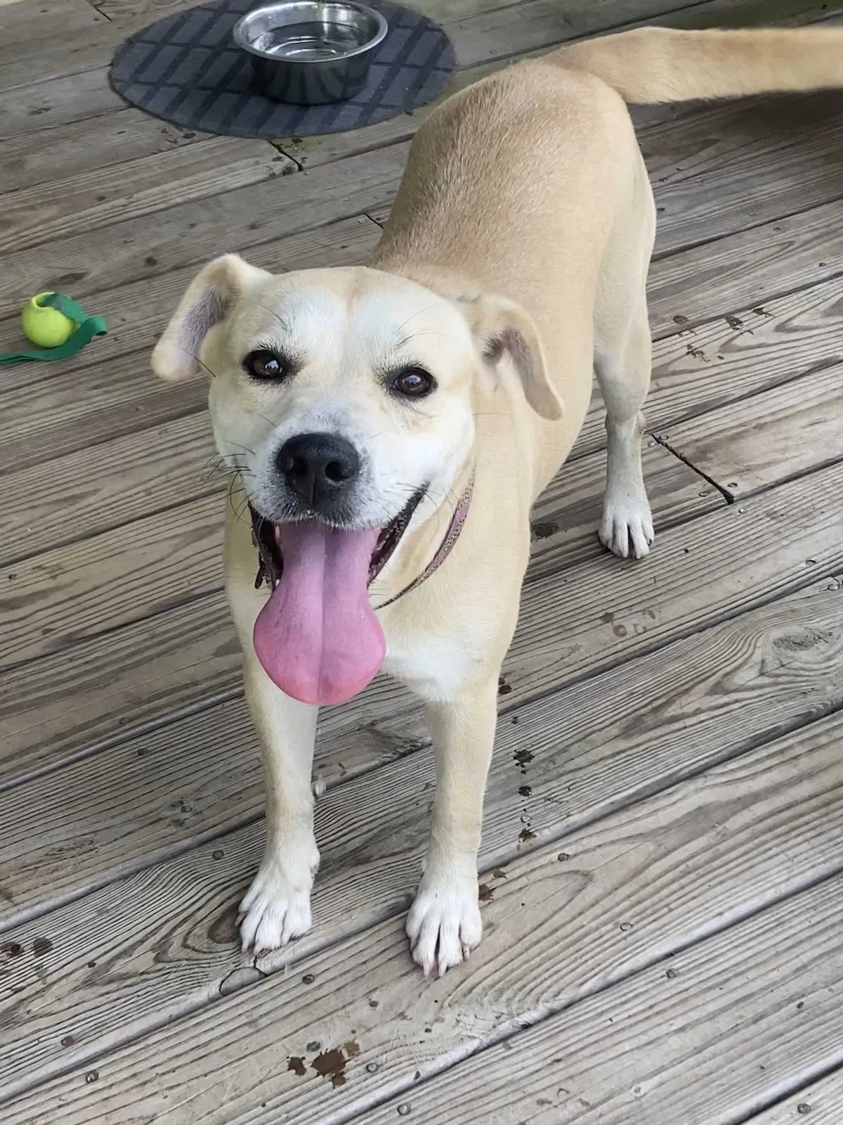 Found Dog