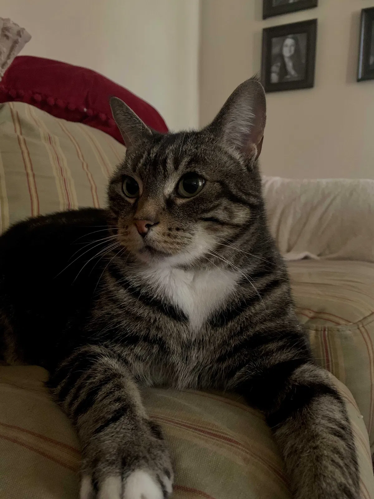 Lost cat in Cumberland, RI, 2864